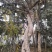 造型大石榴树价格，造型大石榴树基地，视频看货