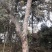 造型大石榴树价格，造型大石榴树基地，视频看货