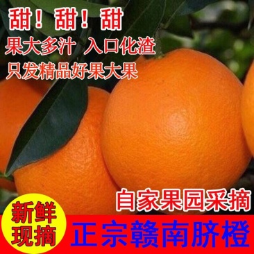 正宗江西赣南脐橙皮薄肉赣南产地直供新鲜现摘大量批发整车发