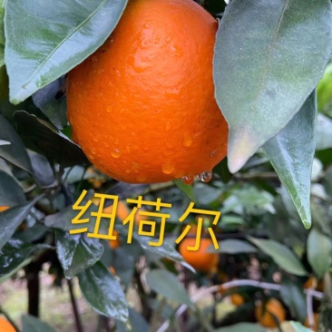 柑桔大量销售，一件也发
