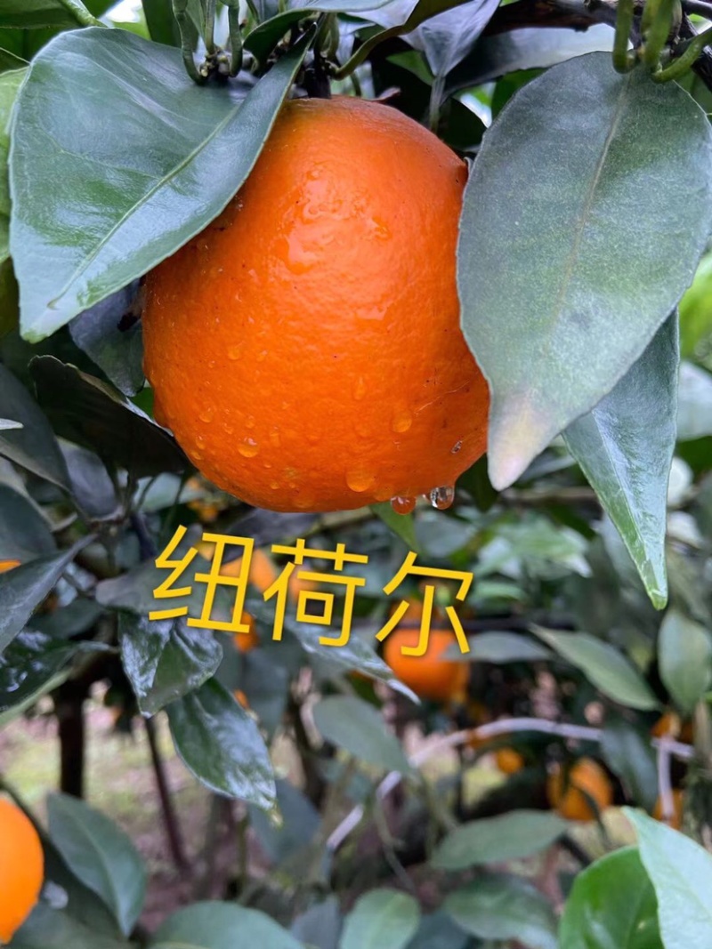 柑桔大量销售，一件也发