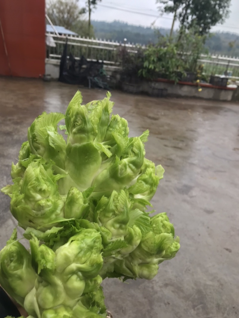 儿菜小心子，儿多，儿大不空心