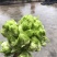 儿菜小心子，儿多，儿大不空心