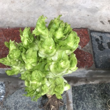 儿菜小心子，儿多，儿大不空心
