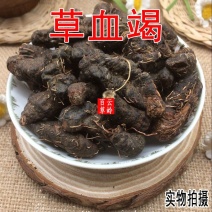 云南野生中药材草血竭老腰弓地蜂子一口血500g