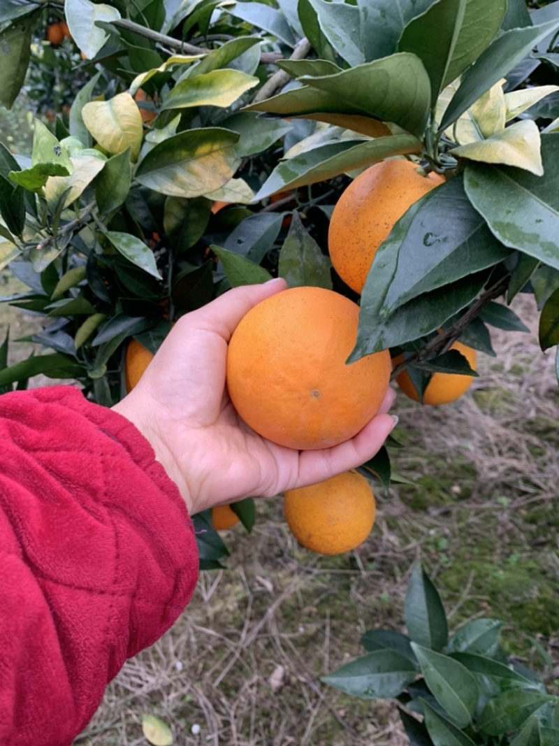 纽荷尔橙子大量上市味甜
