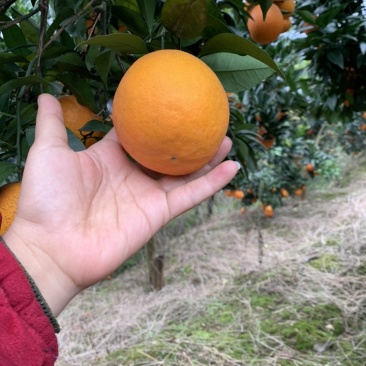 纽荷尔橙子大量上市味甜