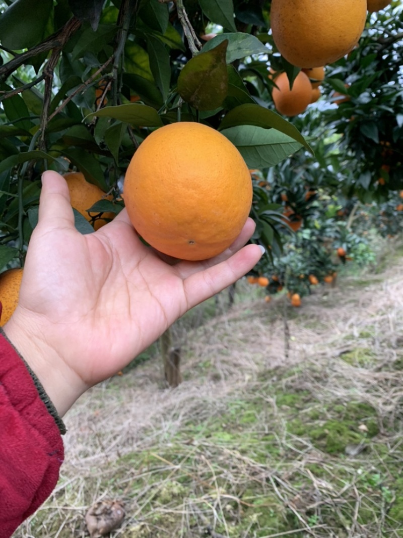 纽荷尔橙子大量上市味甜