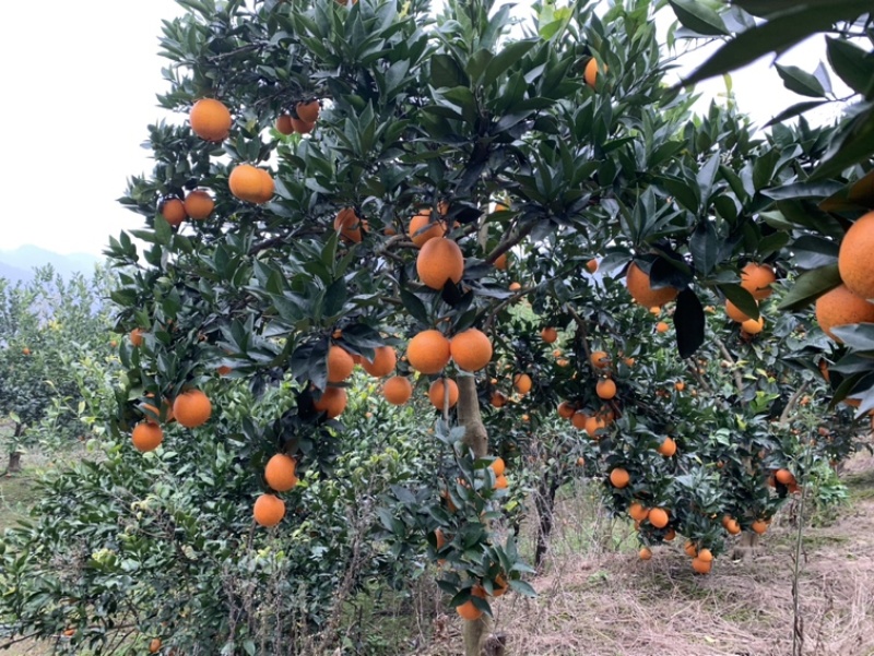 纽荷尔橙子大量上市味甜