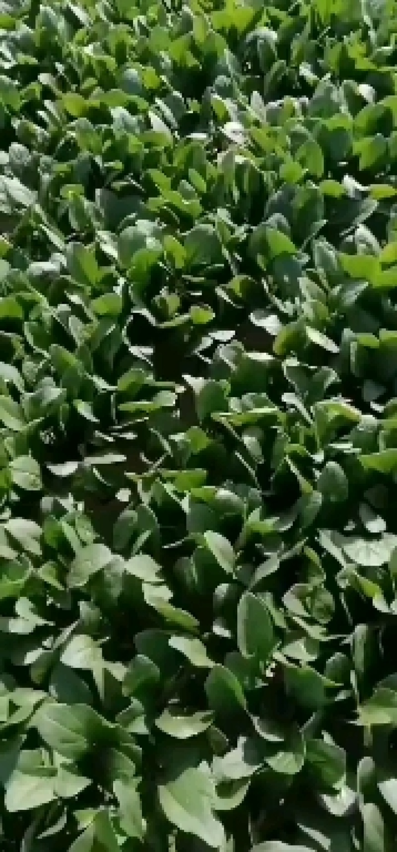 山东滨州惠民万亩优质菠菜大量上市，做工精细，货源充足