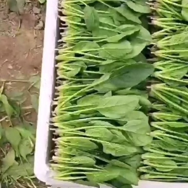 山东滨州惠民万亩优质菠菜大量上市，做工精细，货源充足