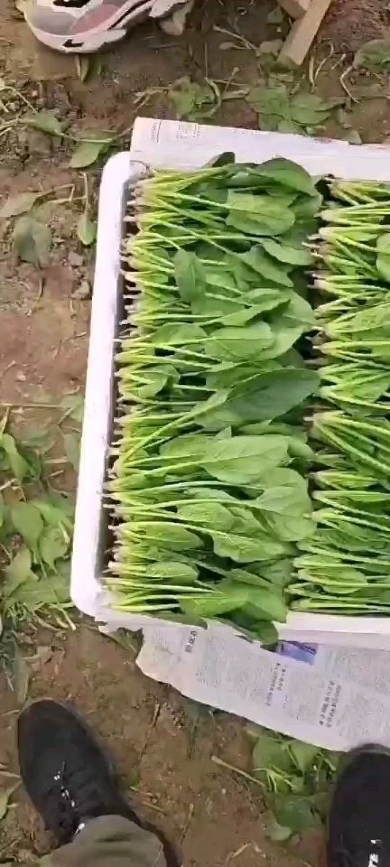 山东滨州惠民万亩优质菠菜大量上市，做工精细，货源充足