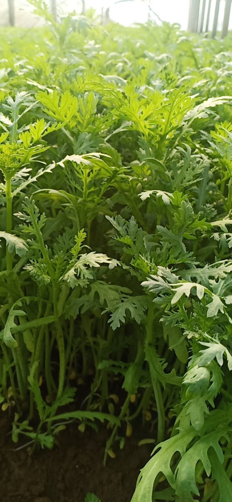 山东潍坊寒亭茼蒿菜，大量批发，价格便宜，量大从优。