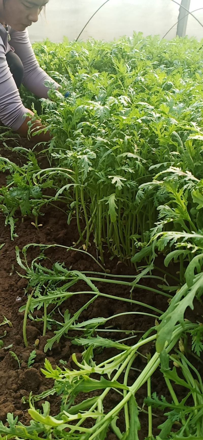 山东潍坊寒亭茼蒿菜，大量批发，价格便宜，量大从优。