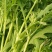 山东潍坊寒亭茼蒿菜，大量批发，价格便宜，量大从优。