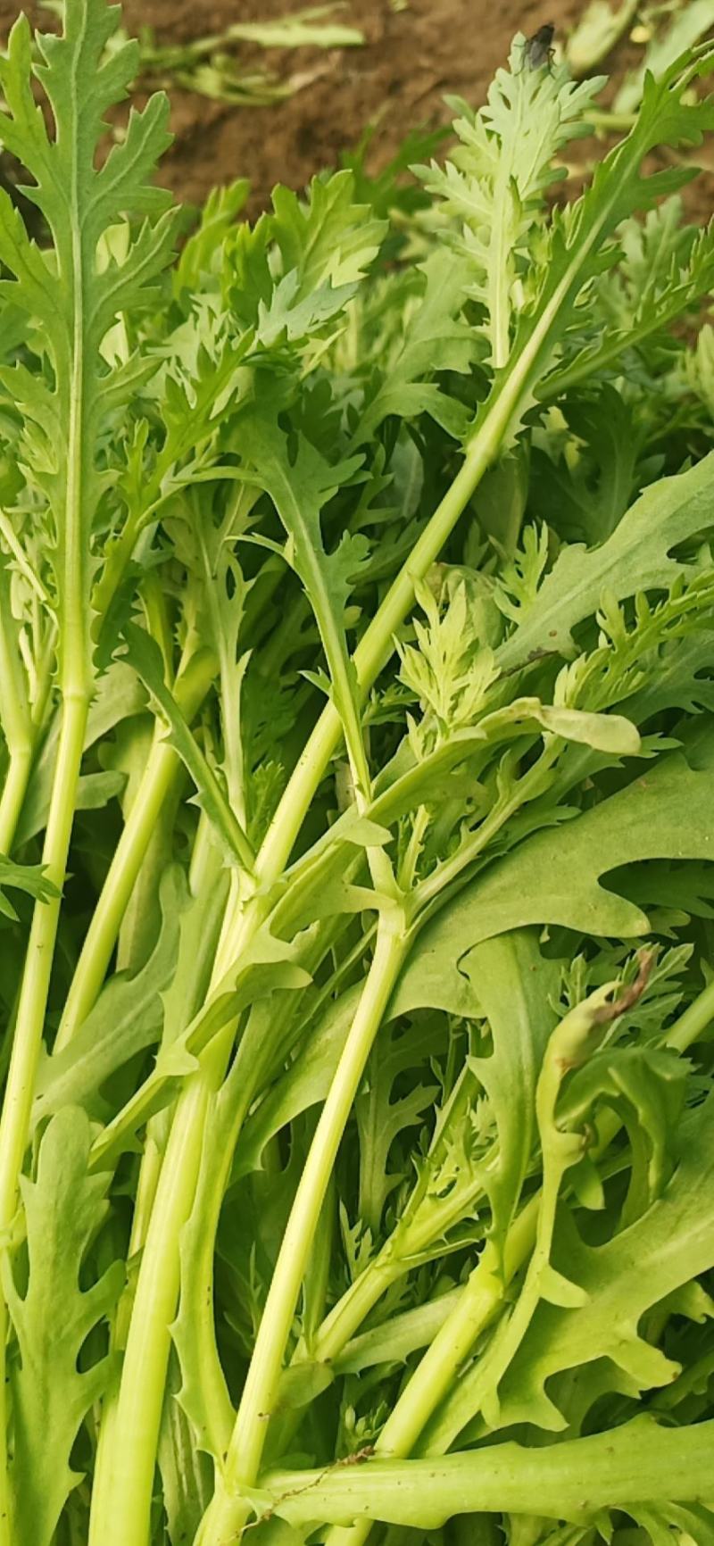 山东潍坊寒亭茼蒿菜，大量批发，价格便宜，量大从优。