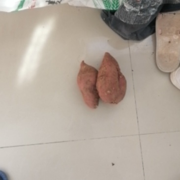 正经的山地瓜，天然种植