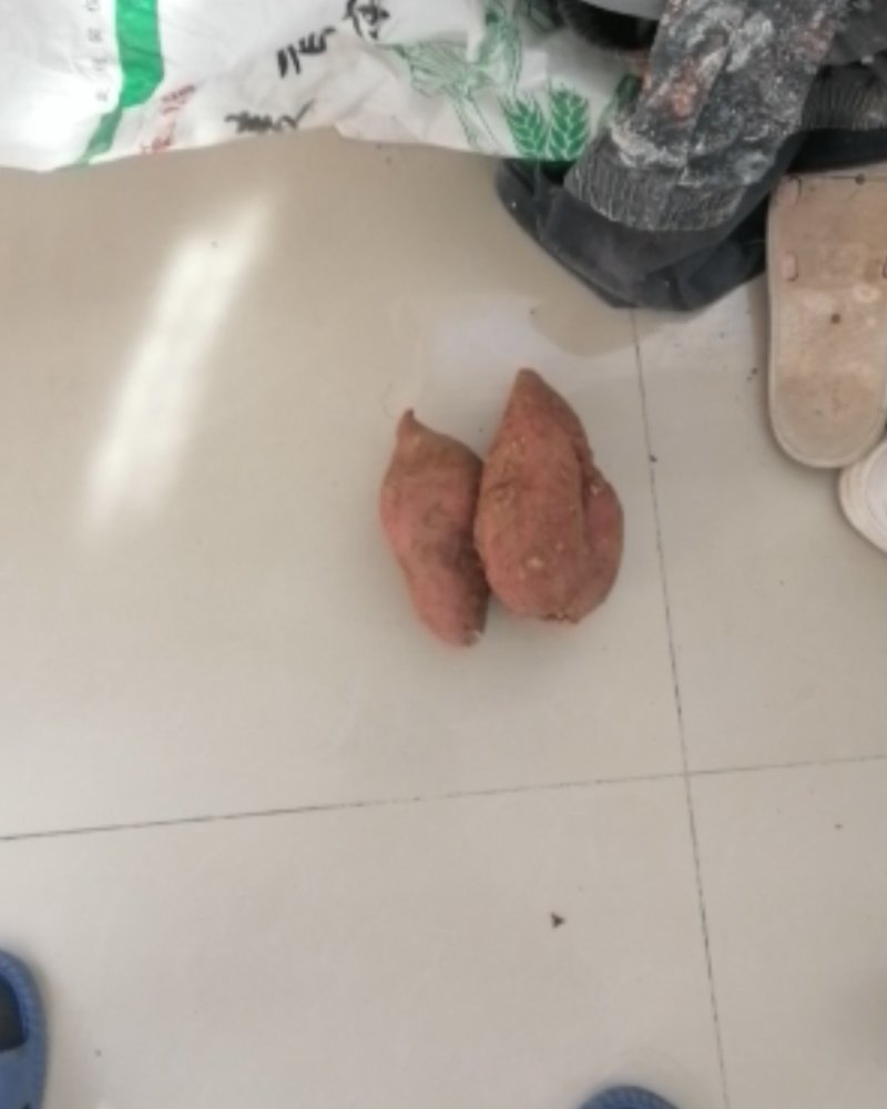正经的山地瓜，天然种植
