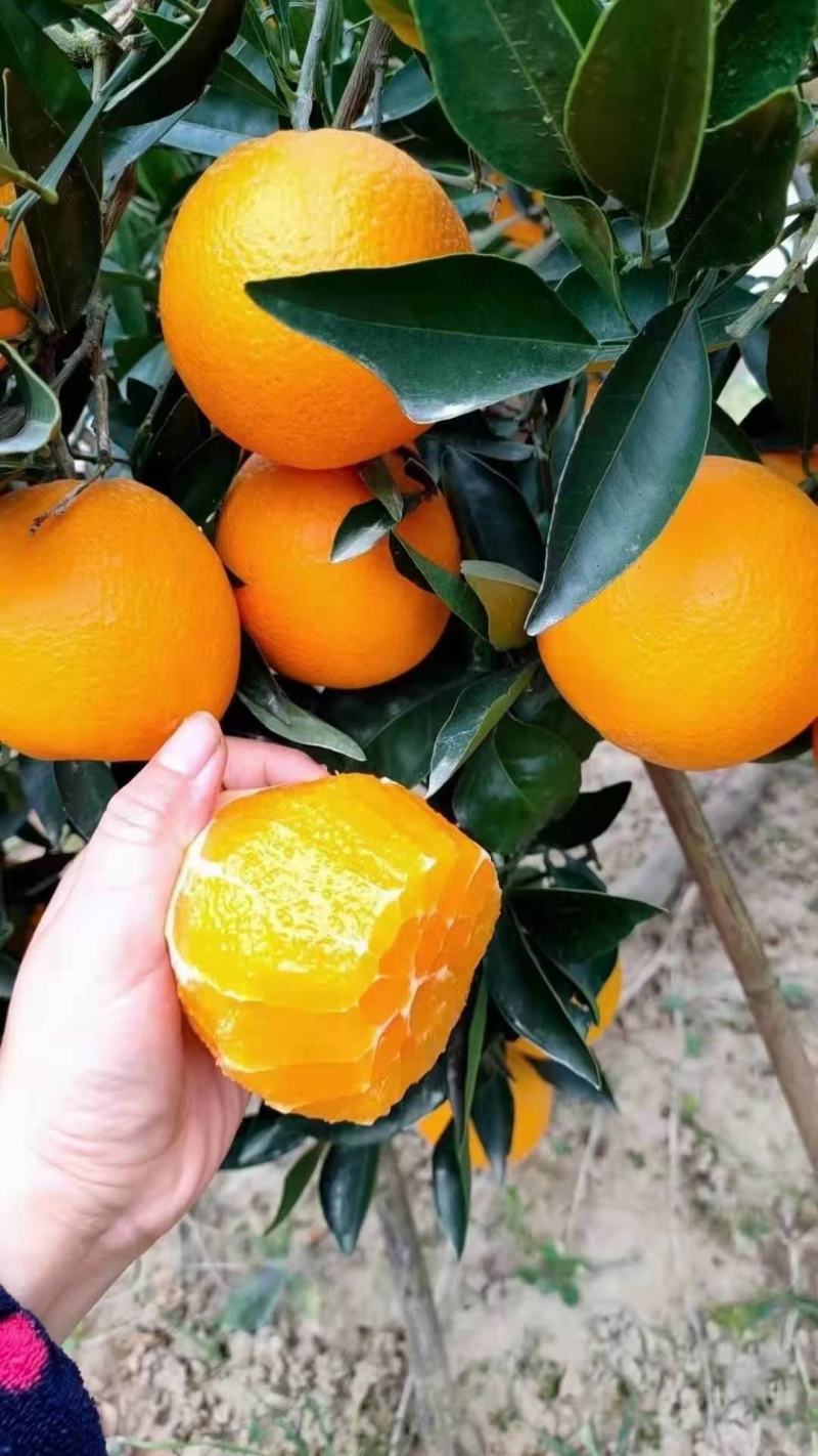云南爱媛38号果冻脐橙大量上市中江边货水份充足口感甜