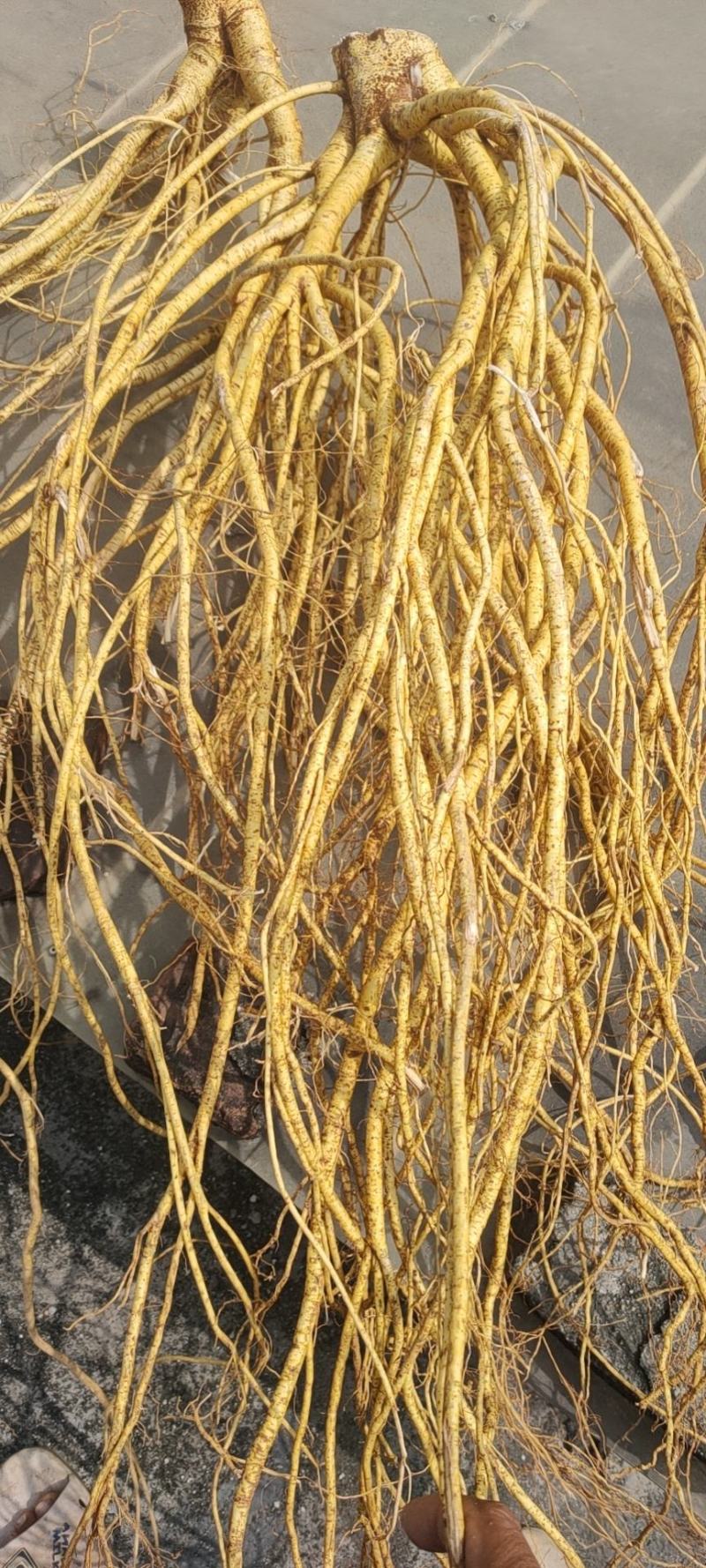 【优质】五指毛桃种苗，专业种植技术、产量高！大量收购鲜货