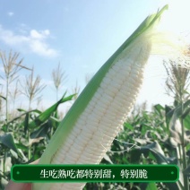 现摘爆浆冰糖水果小玉米早餐生吃牛奶水果玉米爆浆包邮。
