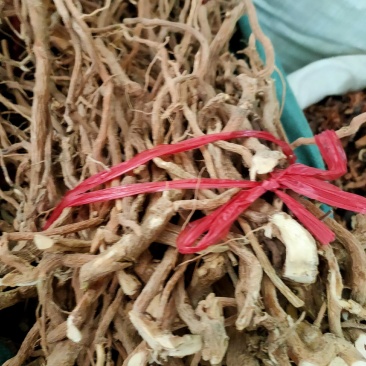 中药材野生黄花倒水莲，黄花参，倒吊黄根，全根部