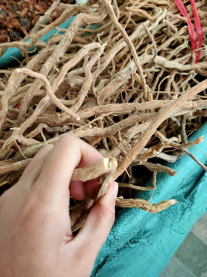 中药材野生黄花倒水莲，黄花参，倒吊黄根，全根部