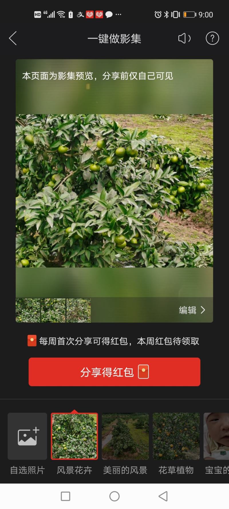 【包存活】柑桔苗沃柑苗产地直销品质保障欢迎咨询