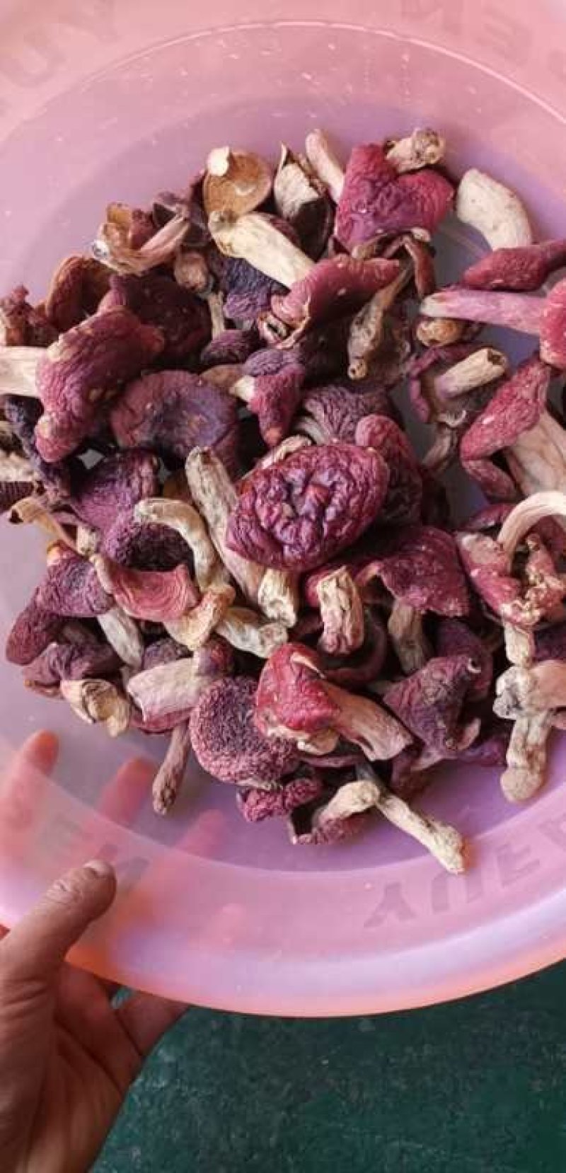 云南野生菌大红菌月子菌月子菇红菇红菌