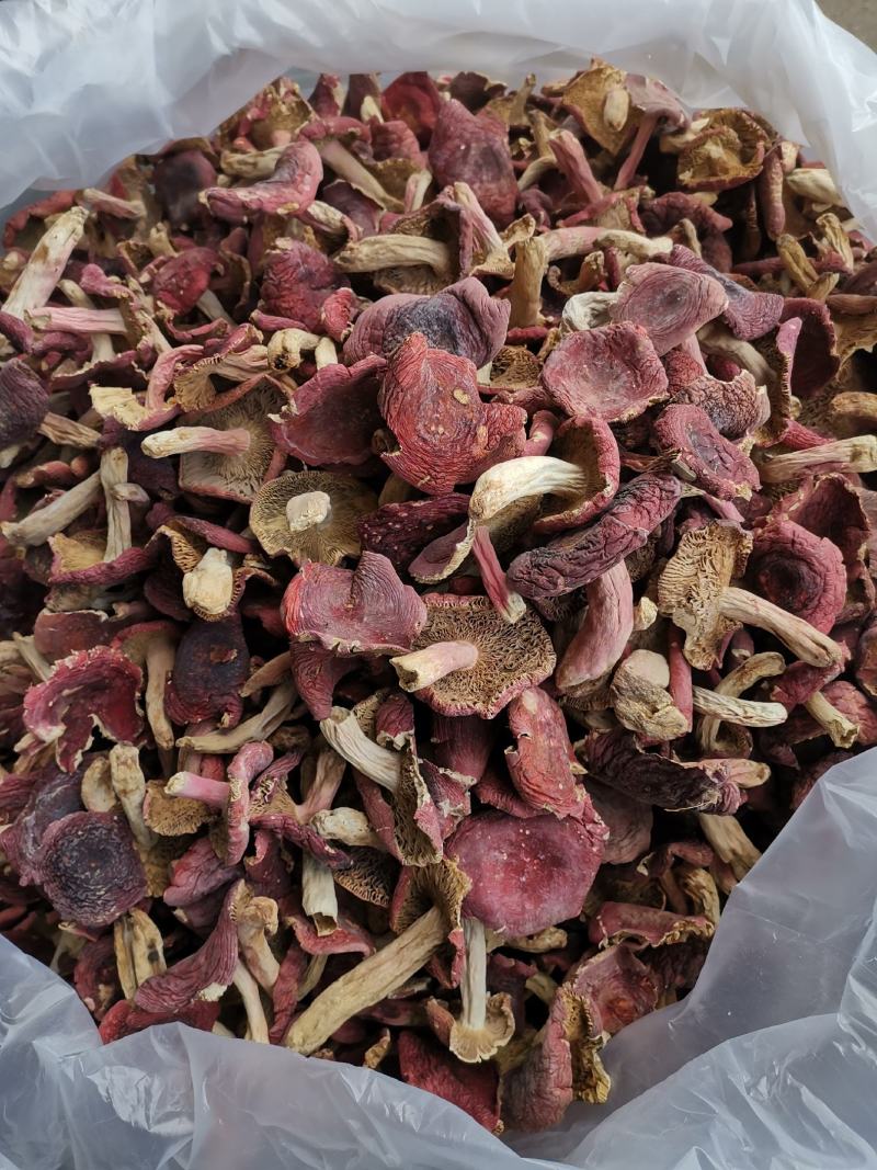 云南野生菌大红菌月子菌月子菇红菇红菌