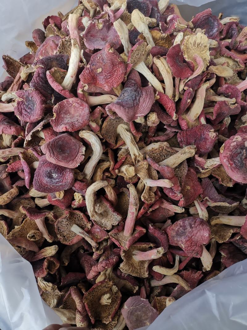 云南野生菌大红菌月子菌月子菇红菇红菌
