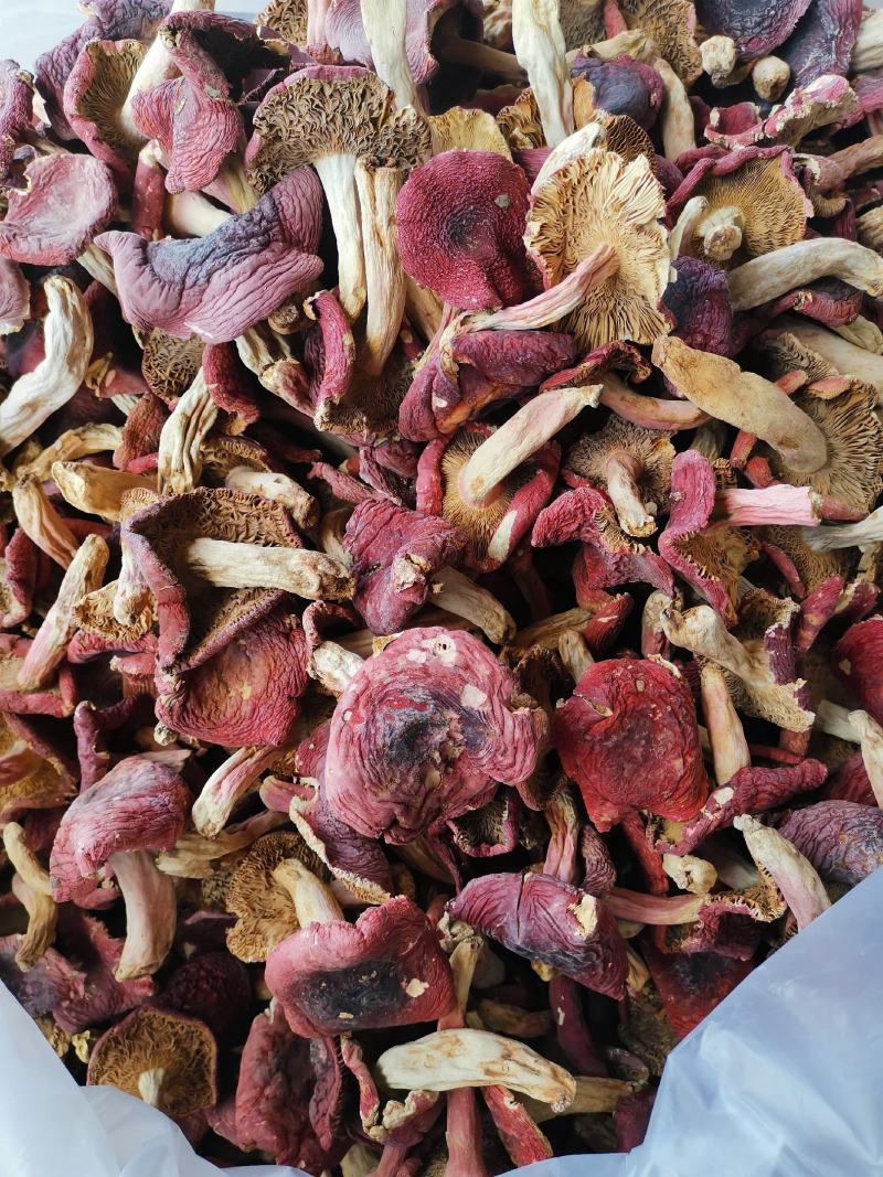 云南野生菌大红菌月子菌月子菇红菇红菌
