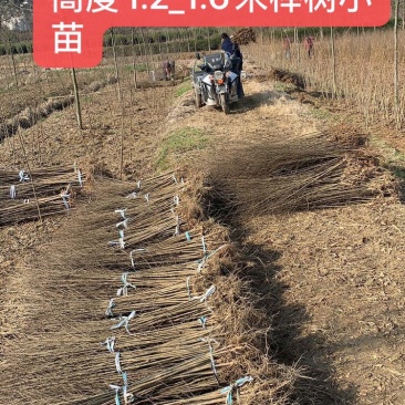 榉树小苗，榉树，精品榉树苗，榉树苗，1_2年榉树小苗