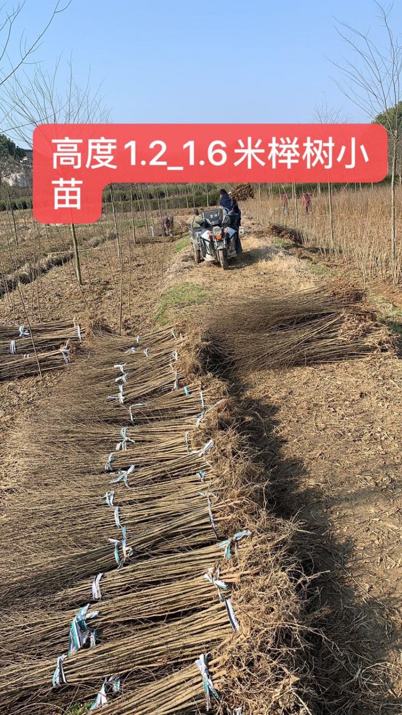 榉树小苗，榉树，精品榉树苗，榉树苗，1_2年榉树小苗
