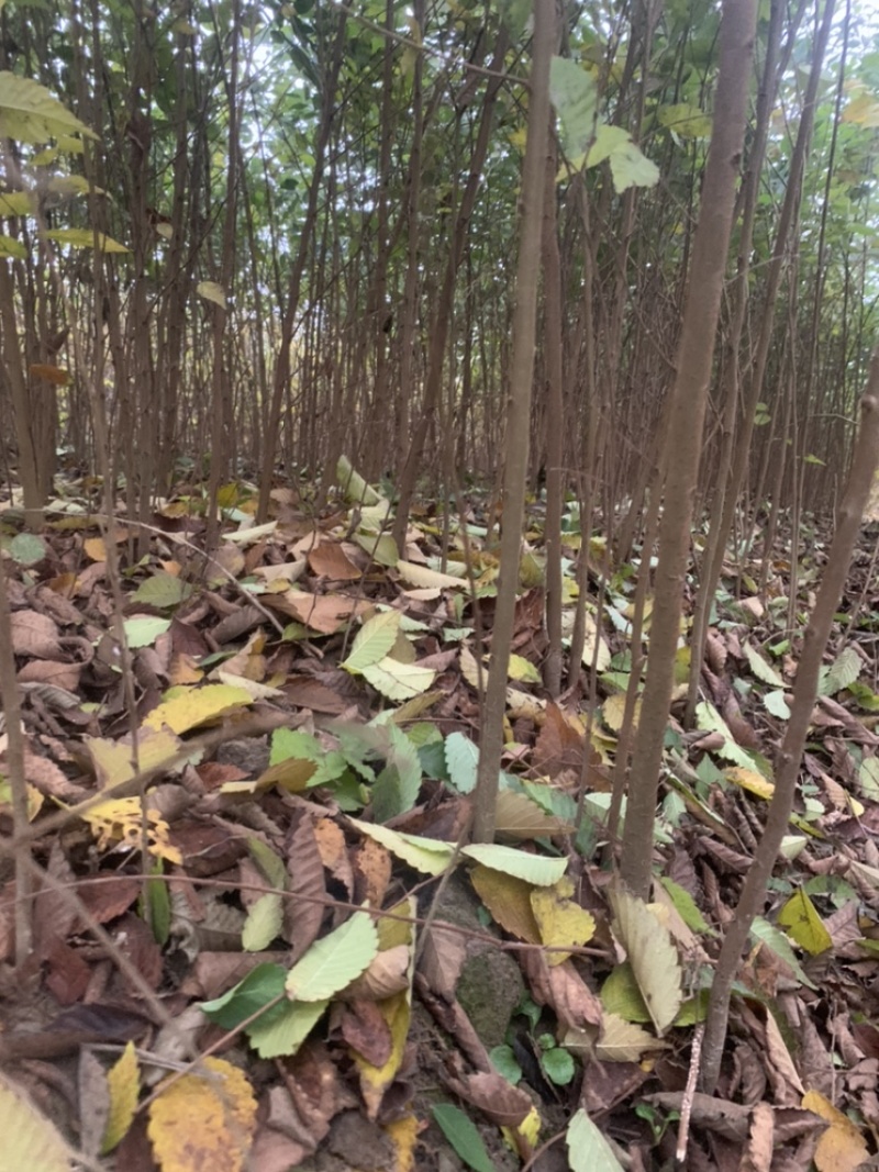 榉树小苗，榉树，精品榉树苗，榉树苗，1_2年榉树小苗