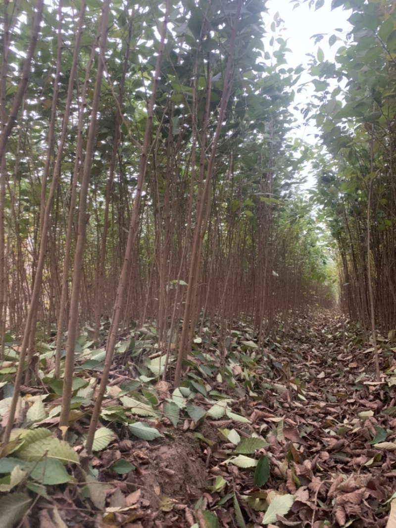 榉树小苗，榉树，精品榉树苗，榉树苗，1_2年榉树小苗