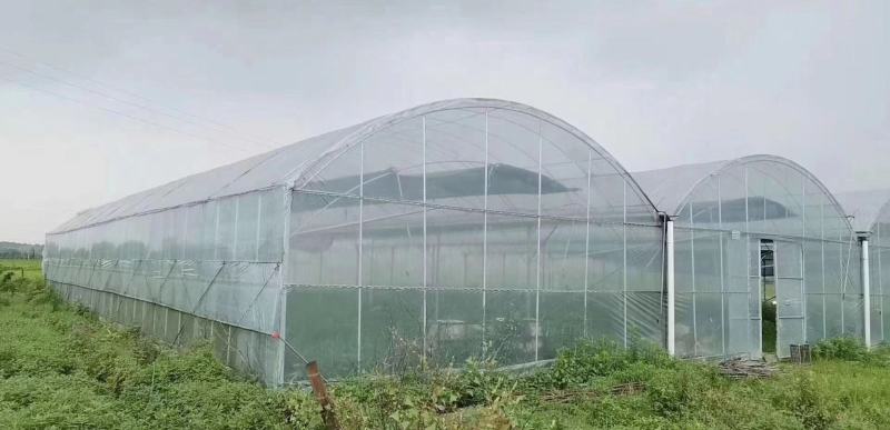 连栋棚种植果苗棚热度辛管材上门安装全国发货