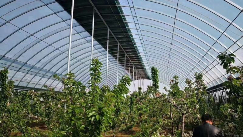 连栋棚种植果苗棚热度辛管材上门安装全国发货