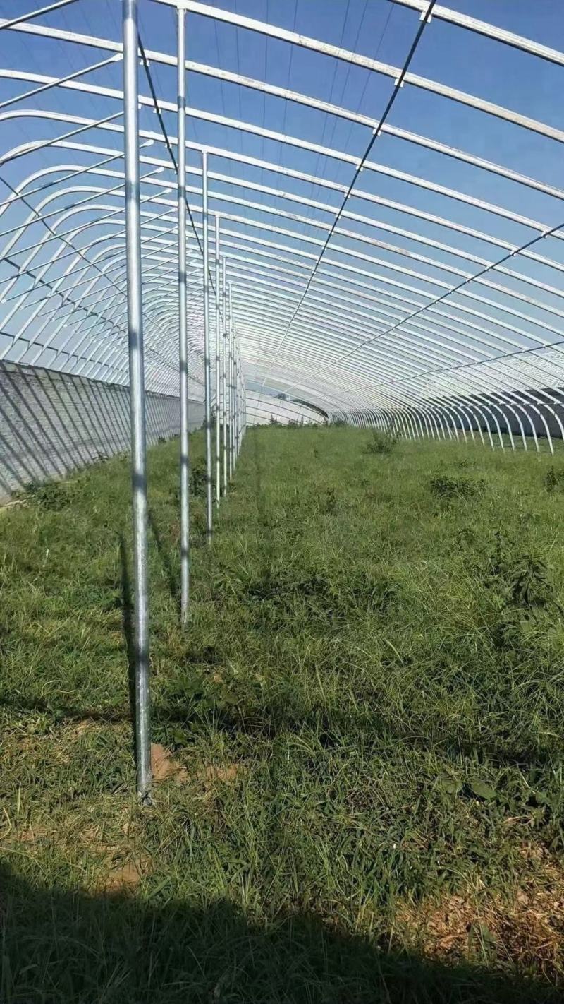 连栋棚种植果苗棚热度辛管材上门安装全国发货