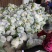 【品质】湖北省天门市，基地货，花耶菜散菜花，结花大量上市