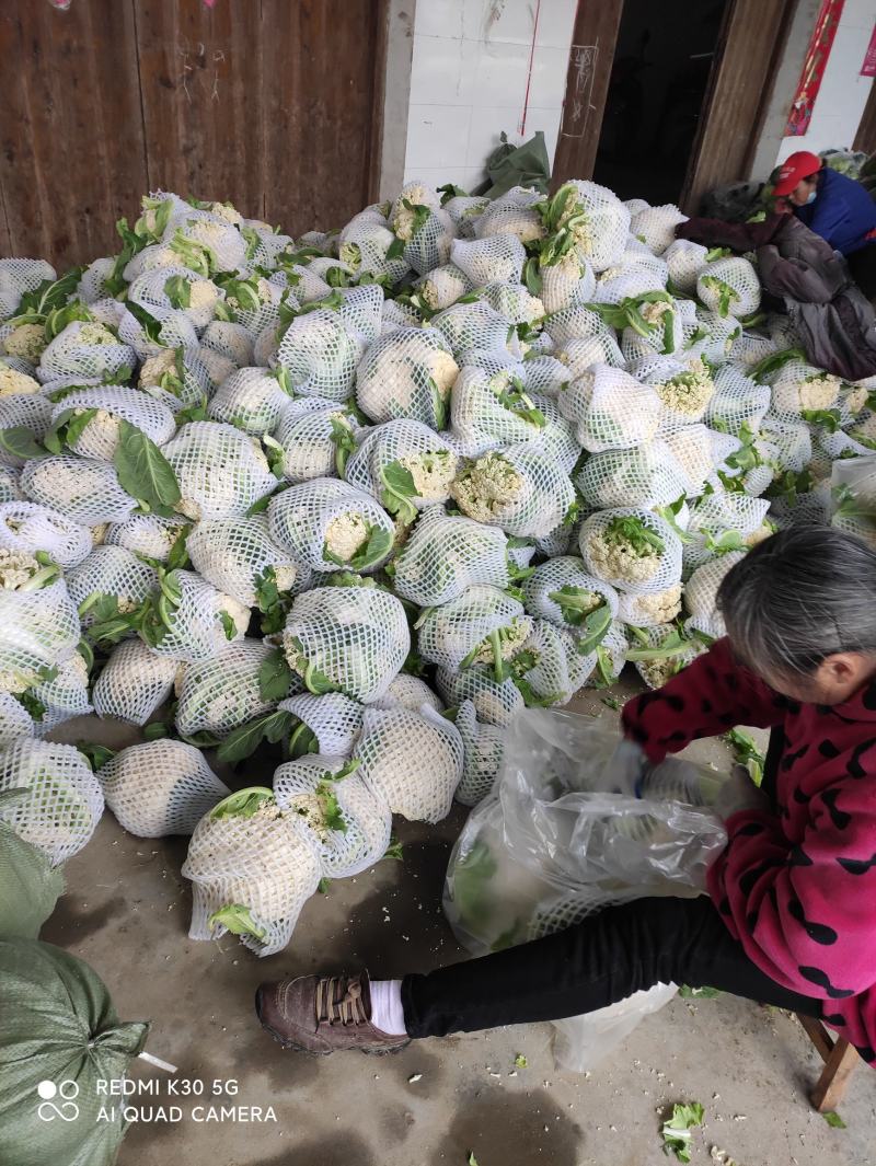 【品质】湖北省天门市，基地货，花耶菜散菜花，结花大量上市