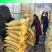 重庆贵州四川漂浮育苗基质营养土辣椒烟草多肉花卉通用