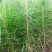 优质马尾松苗，一手货源，自产自销，现货批发，量大从优