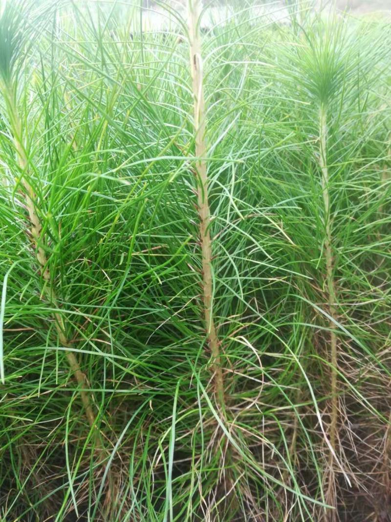 优质马尾松苗，一手货源，自产自销，现货批发，量大从优