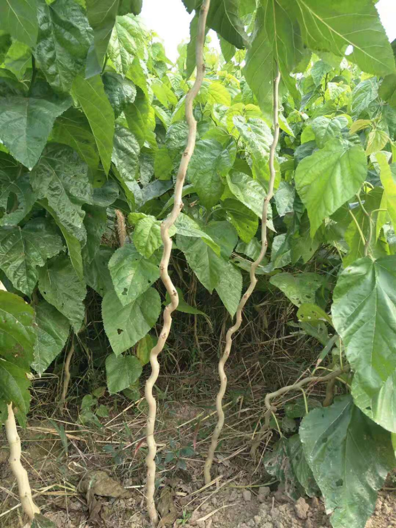 桑树国桑龙拐桑弯曲桑云龙桑