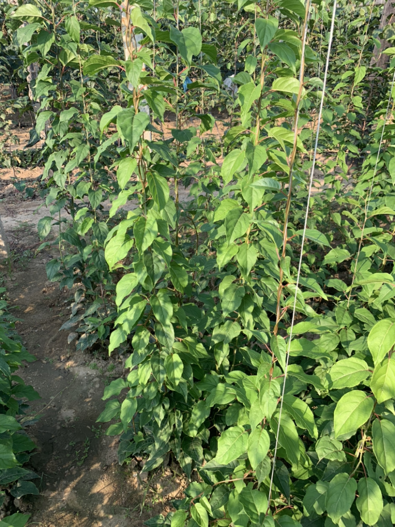东北最抗寒的软枣猕猴桃苗正宗龙城2号