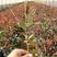 红叶石楠，工地用苗，绿化用苗，耐寒，基地直销