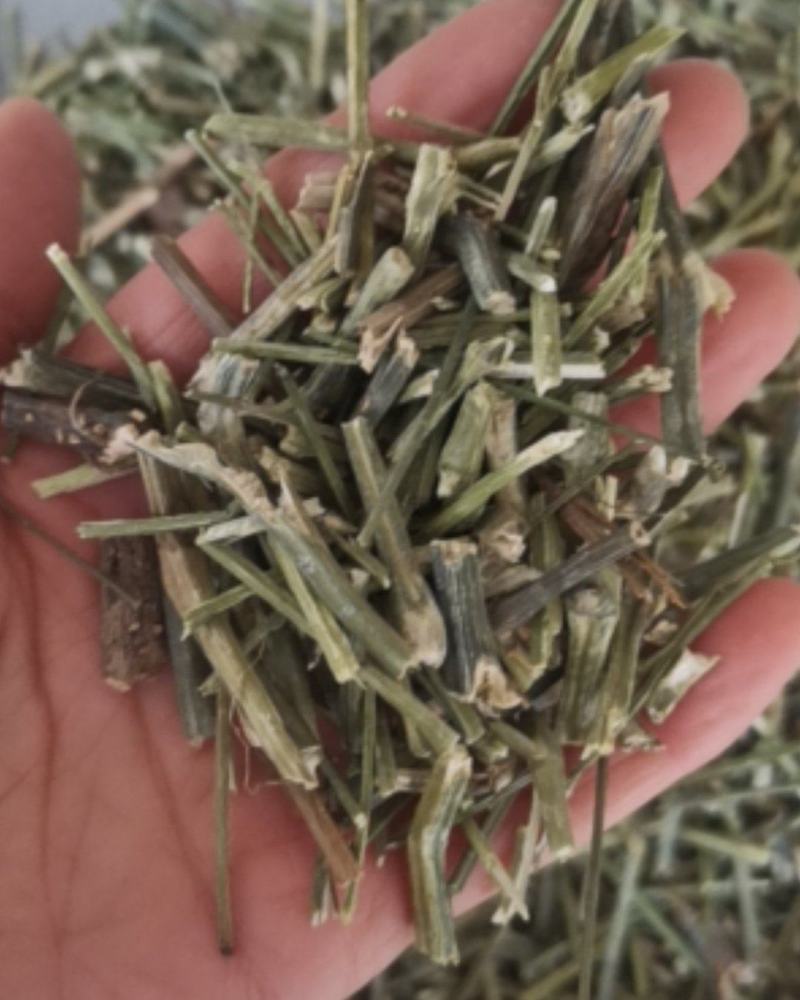 穿心莲质量保证产地直销可视频看货