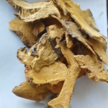 虎杖大量批发零售质量保证可视频看货