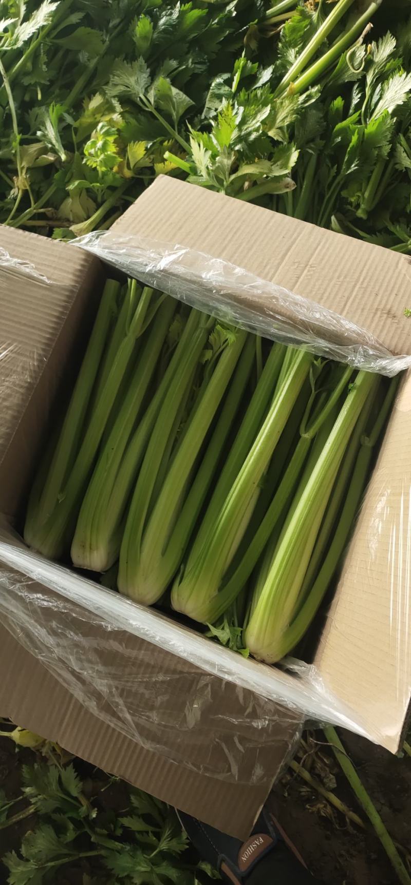 供应优质暖棚西芹，净菜，一手货源，诚信为本